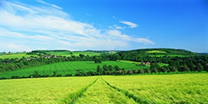 بیش از ۲ هزار کیلومتر بادشکن زنده اطراف مزارع جنوب کرمان احداث می‌شود